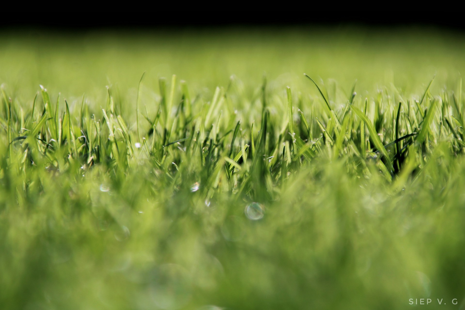 a close up of a field of grass with drops of water on it