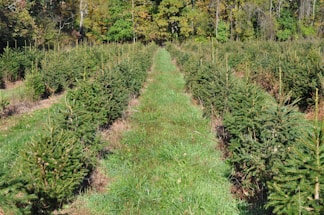 Volunteers planting young trees in a sunny, open field surrounded by nature.