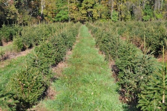 A field of young evergreen trees organized in neat rows, surrounded by lush greenery and under a bright sky. The trees are well-maintained and lined with a path of grass running through the center.
