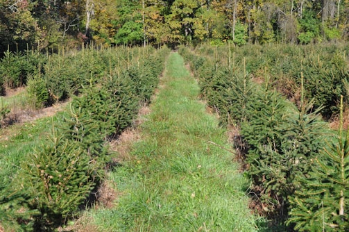Volunteers planting young trees in a sunny, open field surrounded by nature.