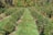 A field of young evergreen trees organized in neat rows, surrounded by lush greenery and under a bright sky. The trees are well-maintained and lined with a path of grass running through the center.