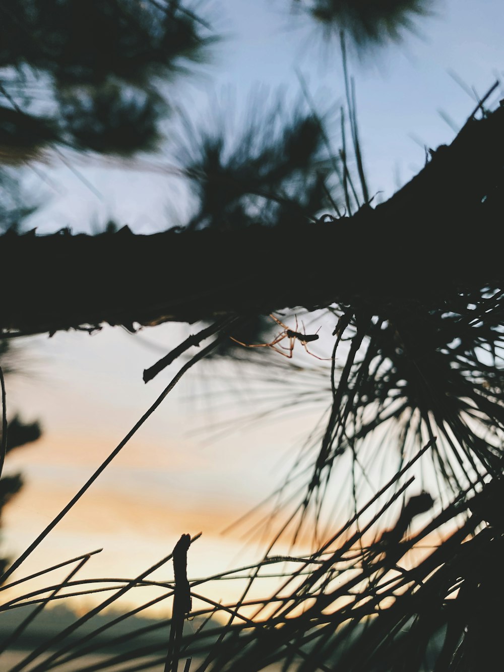 a close up of a tree branch with a sky in the background