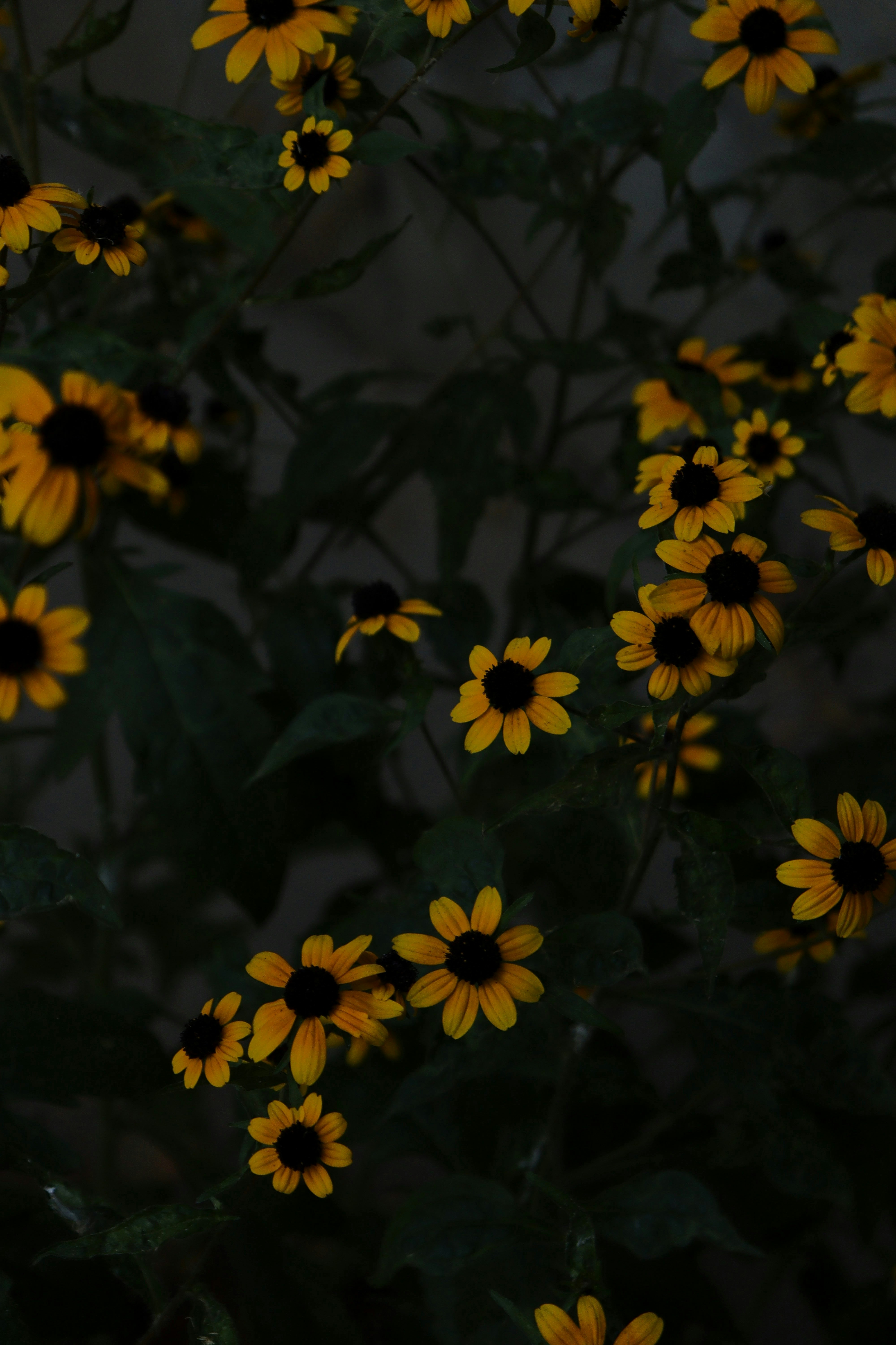 Photo by fridaflowers