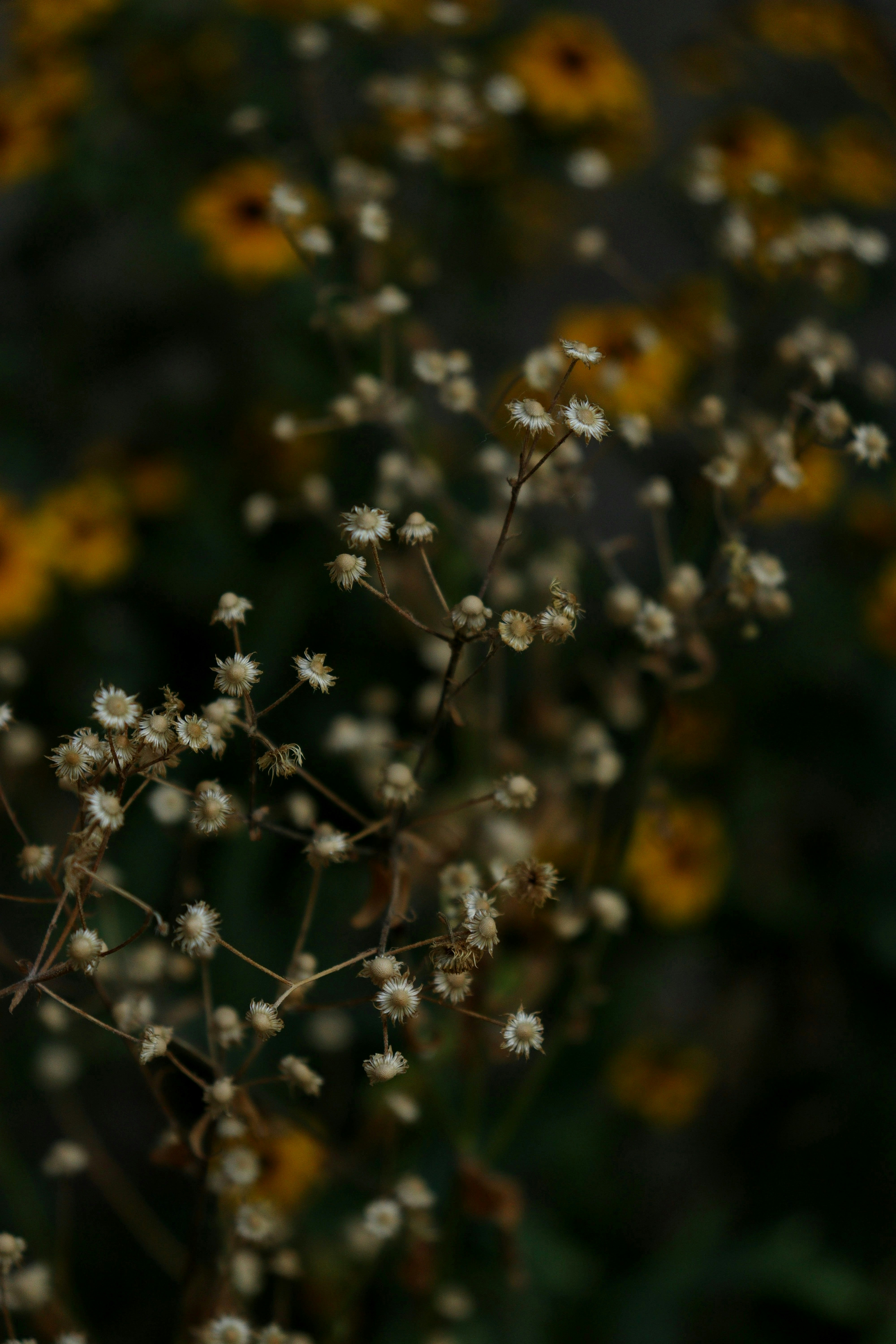 Photo by fridaflowers