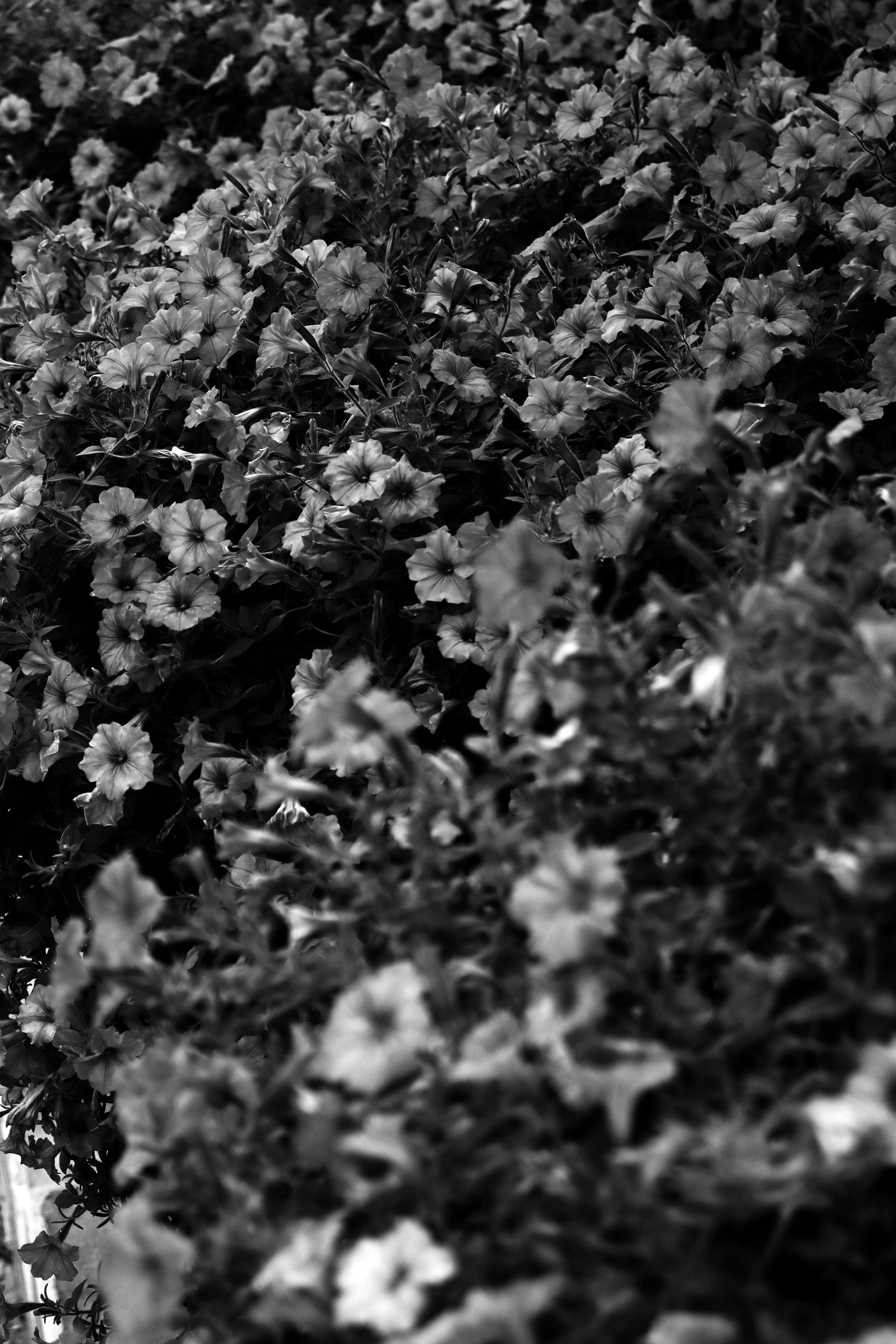 Photo by fridaflowers