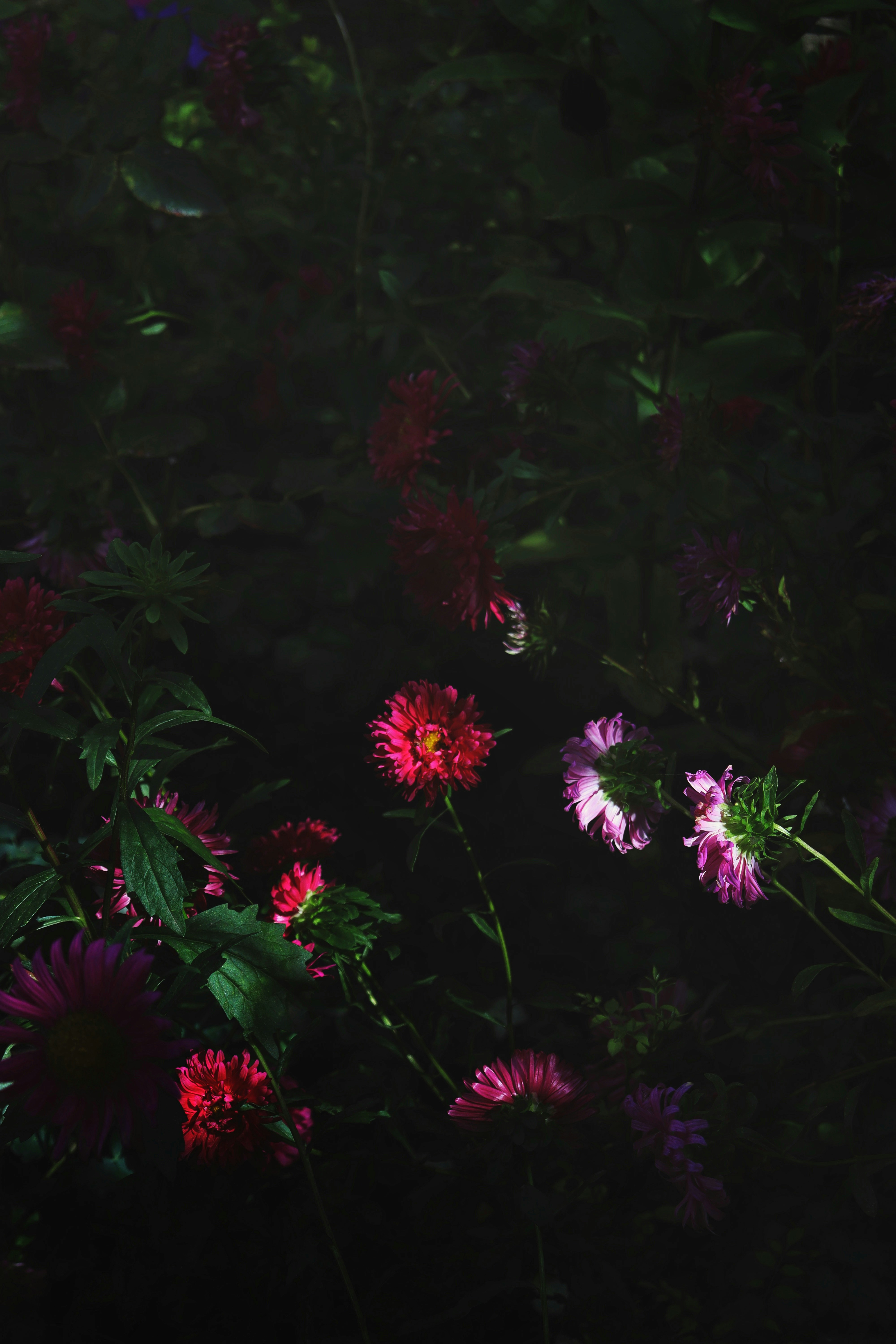 Photo by fridaflowers
