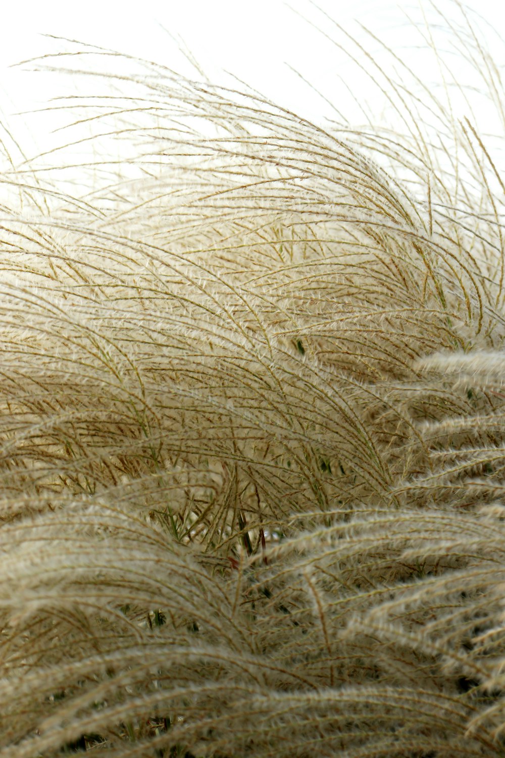 a close up of a bunch of grass blowing in the wind