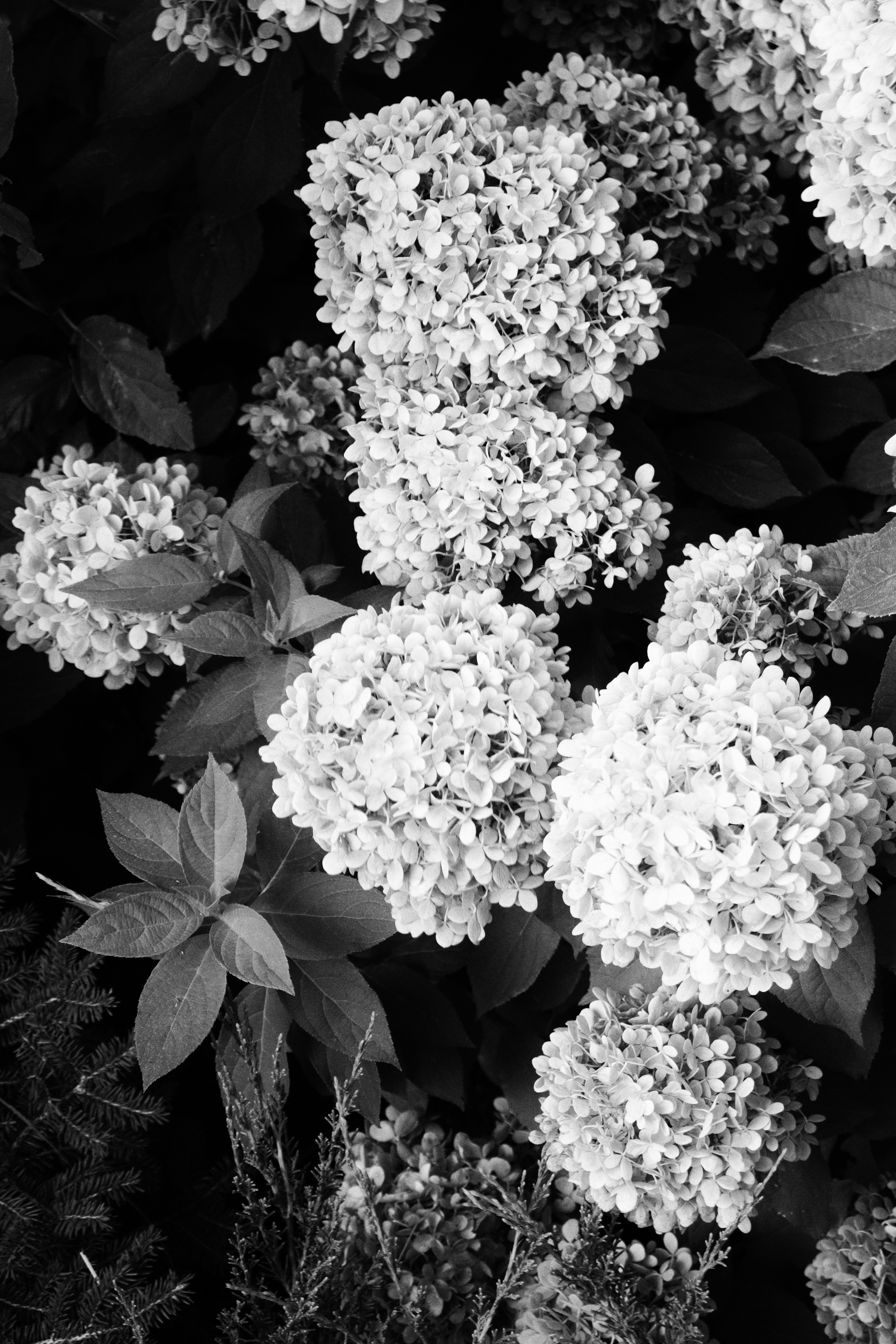 Photo by fridaflowers