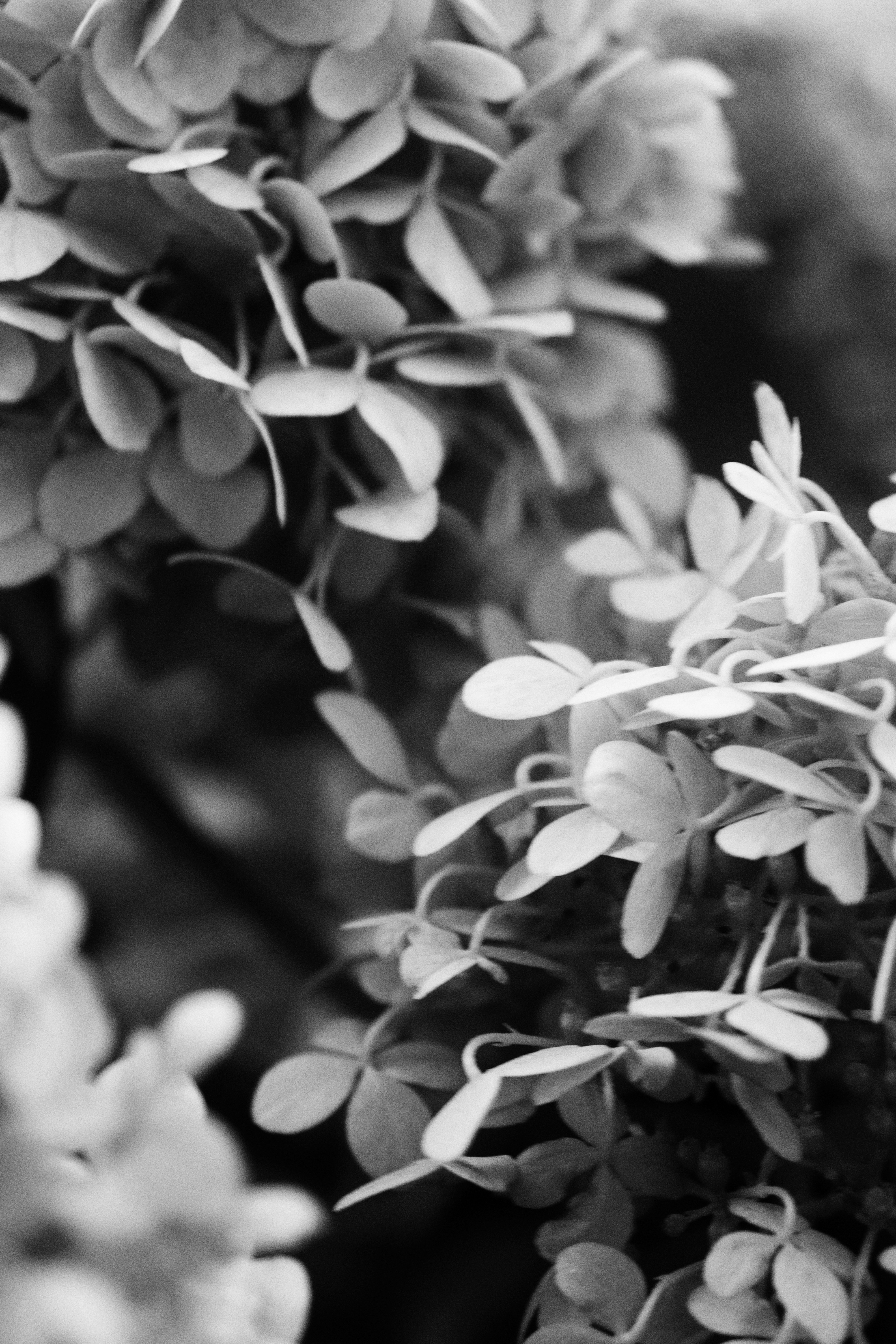 Photo by fridaflowers