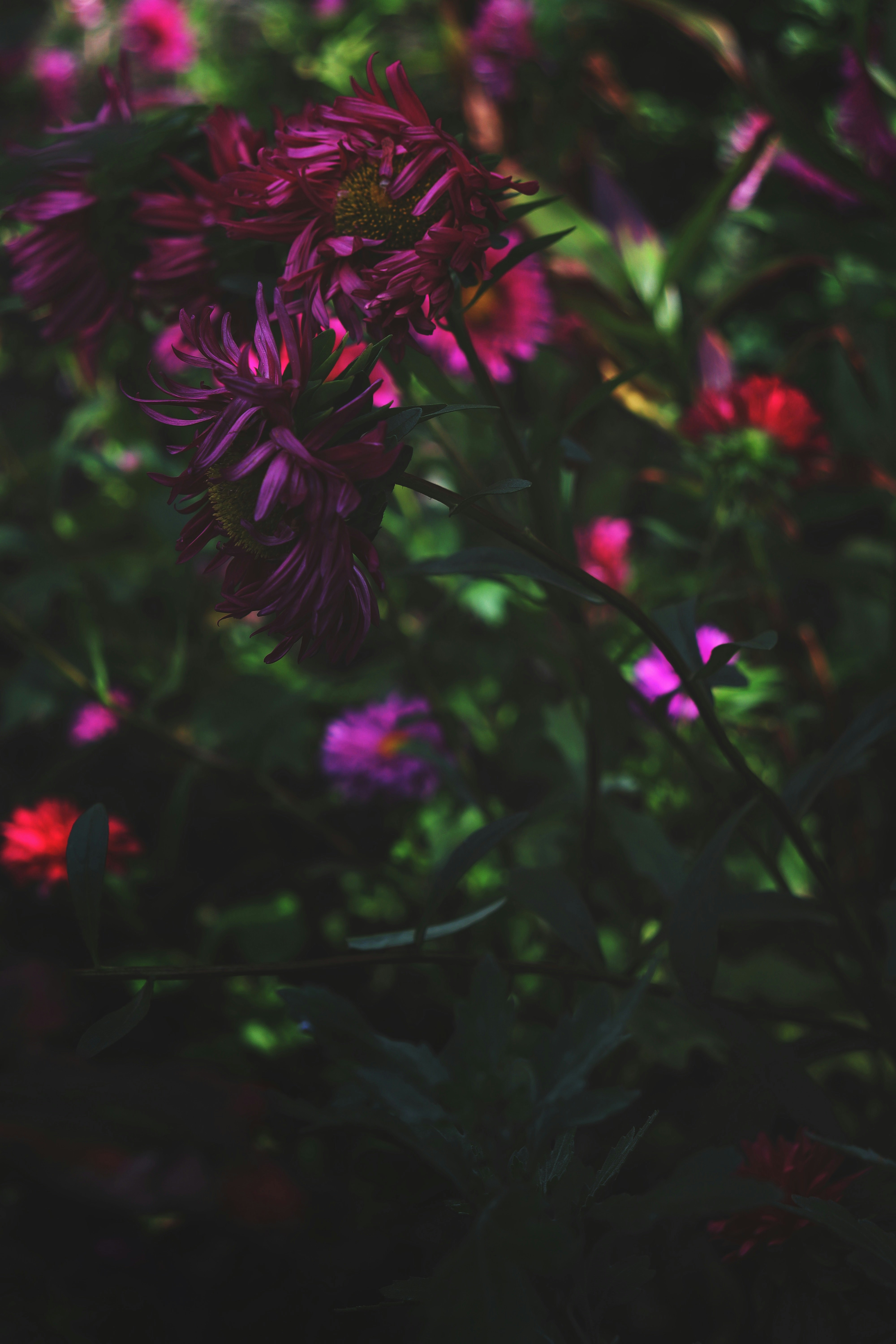 Photo by fridaflowers