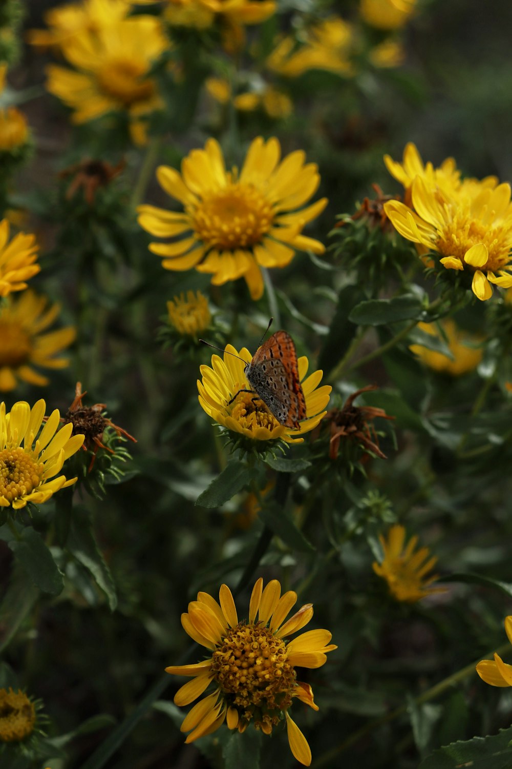 a butterfly is sitting on a yellow flower