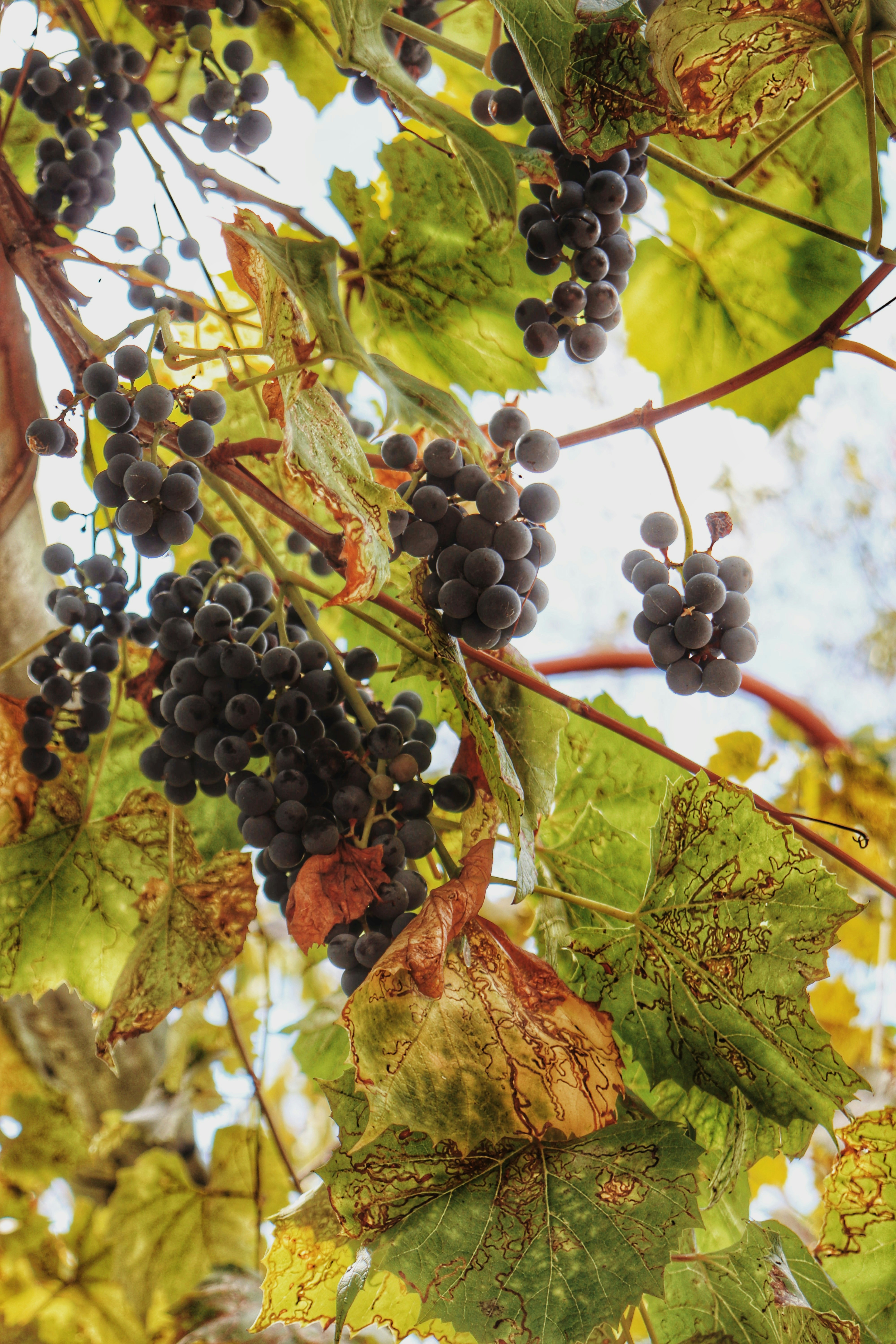 Photo by fridaflowers