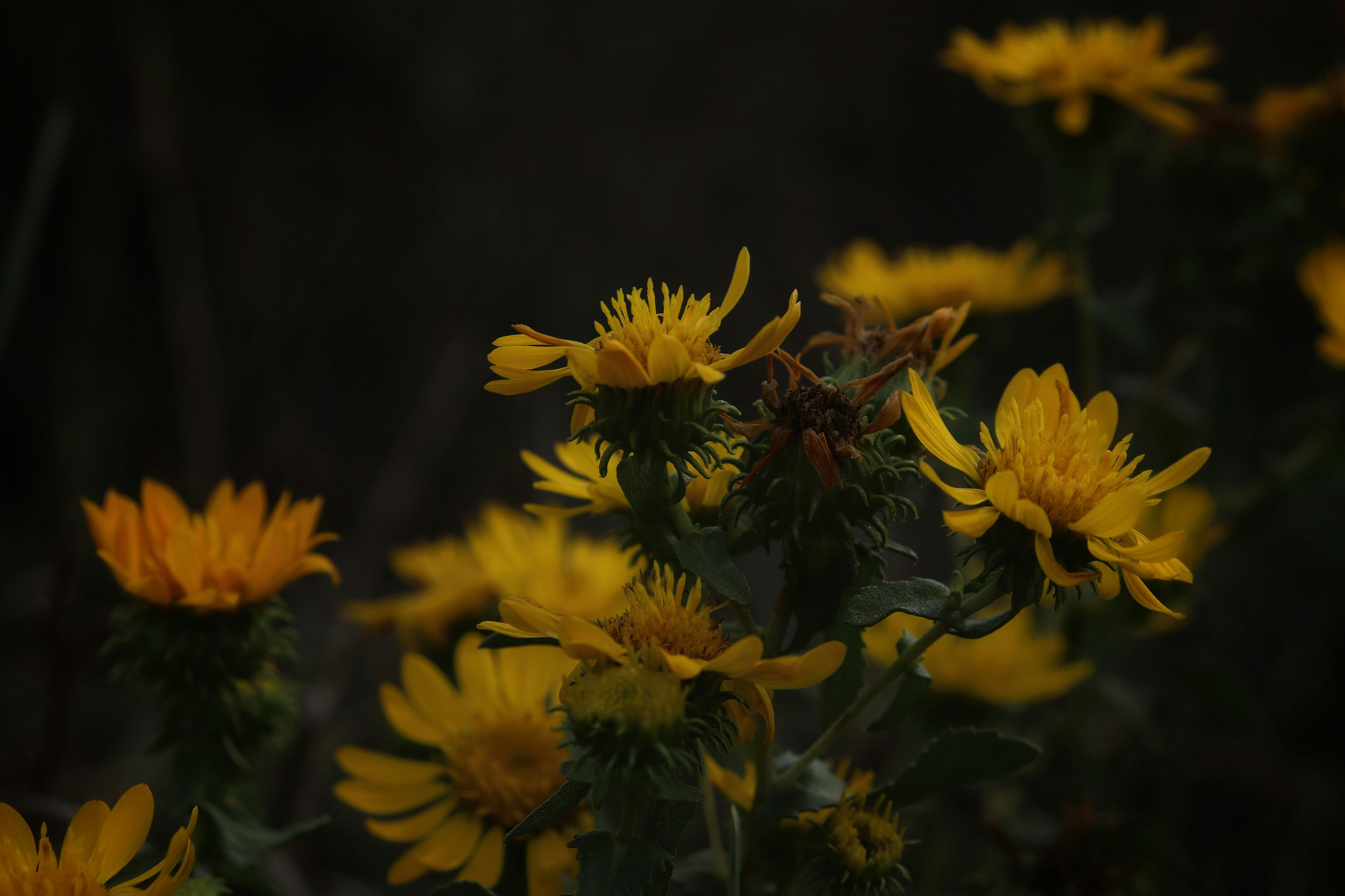 Photo by fridaflowers