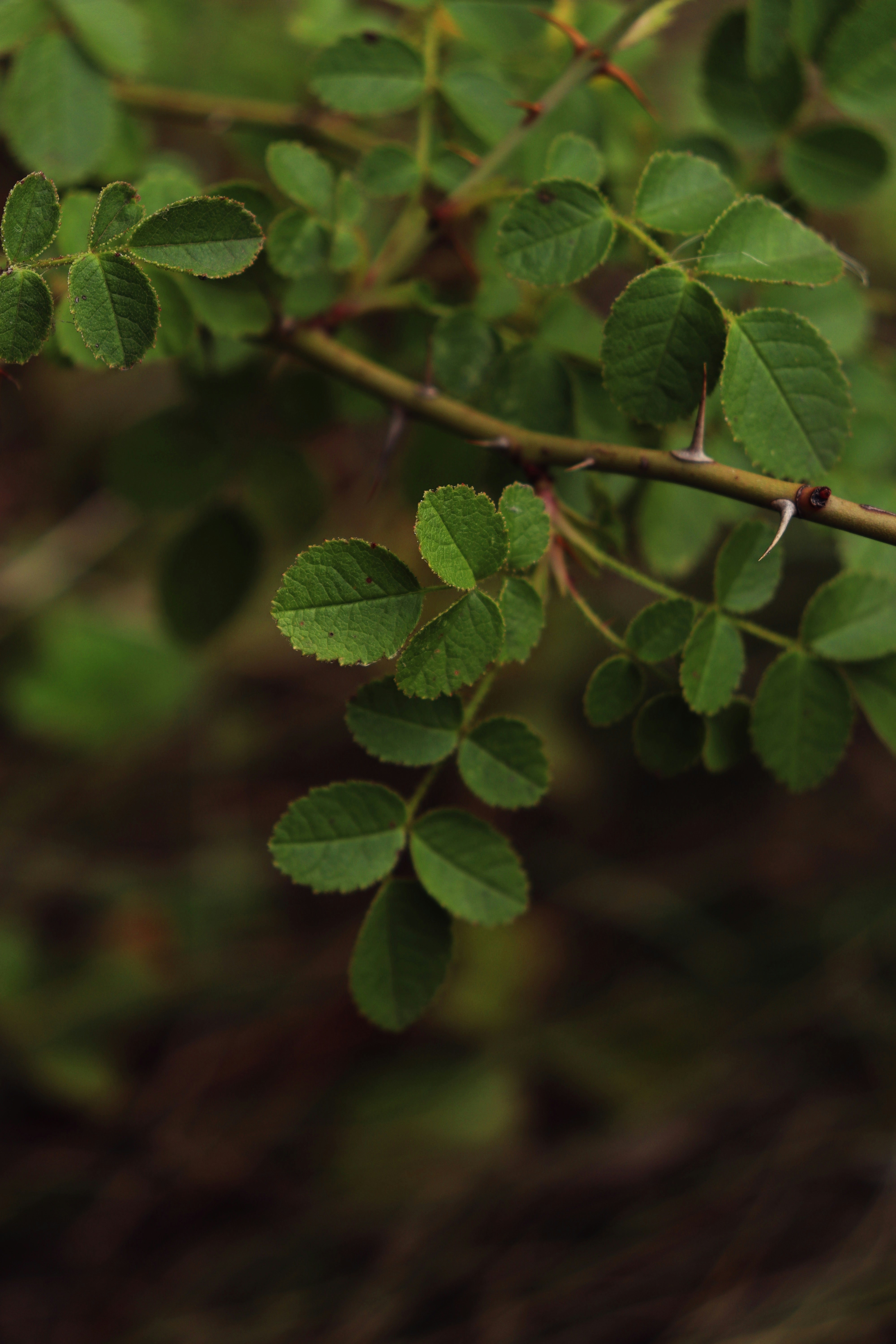 Photo by fridaflowers