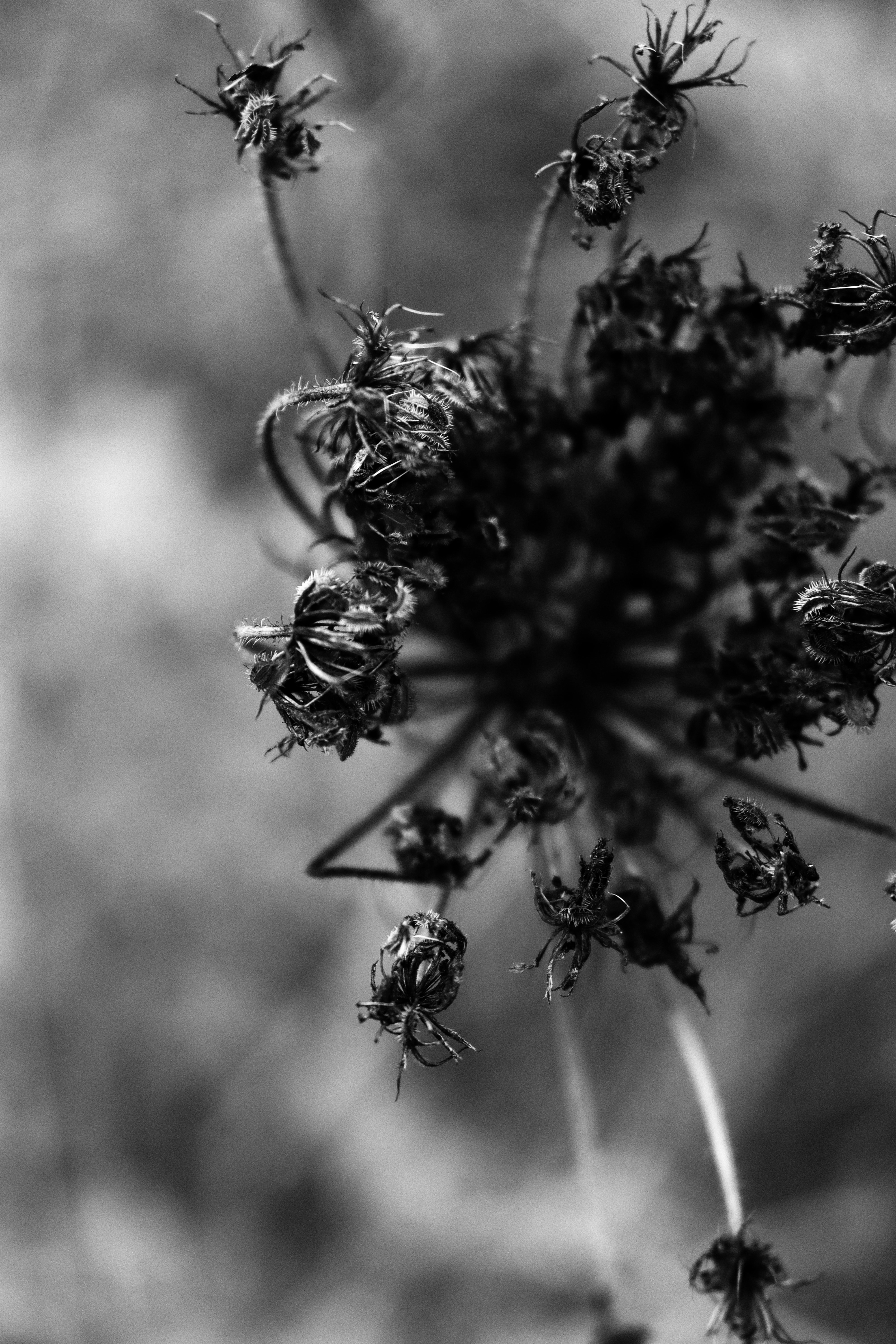 Photo by fridaflowers