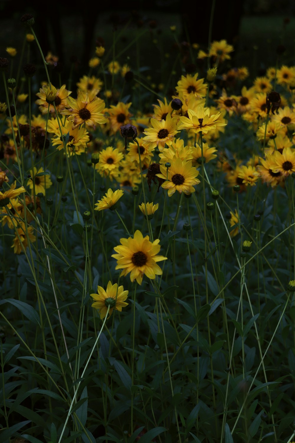 A Bunch Of Yellow Flowers In Field
