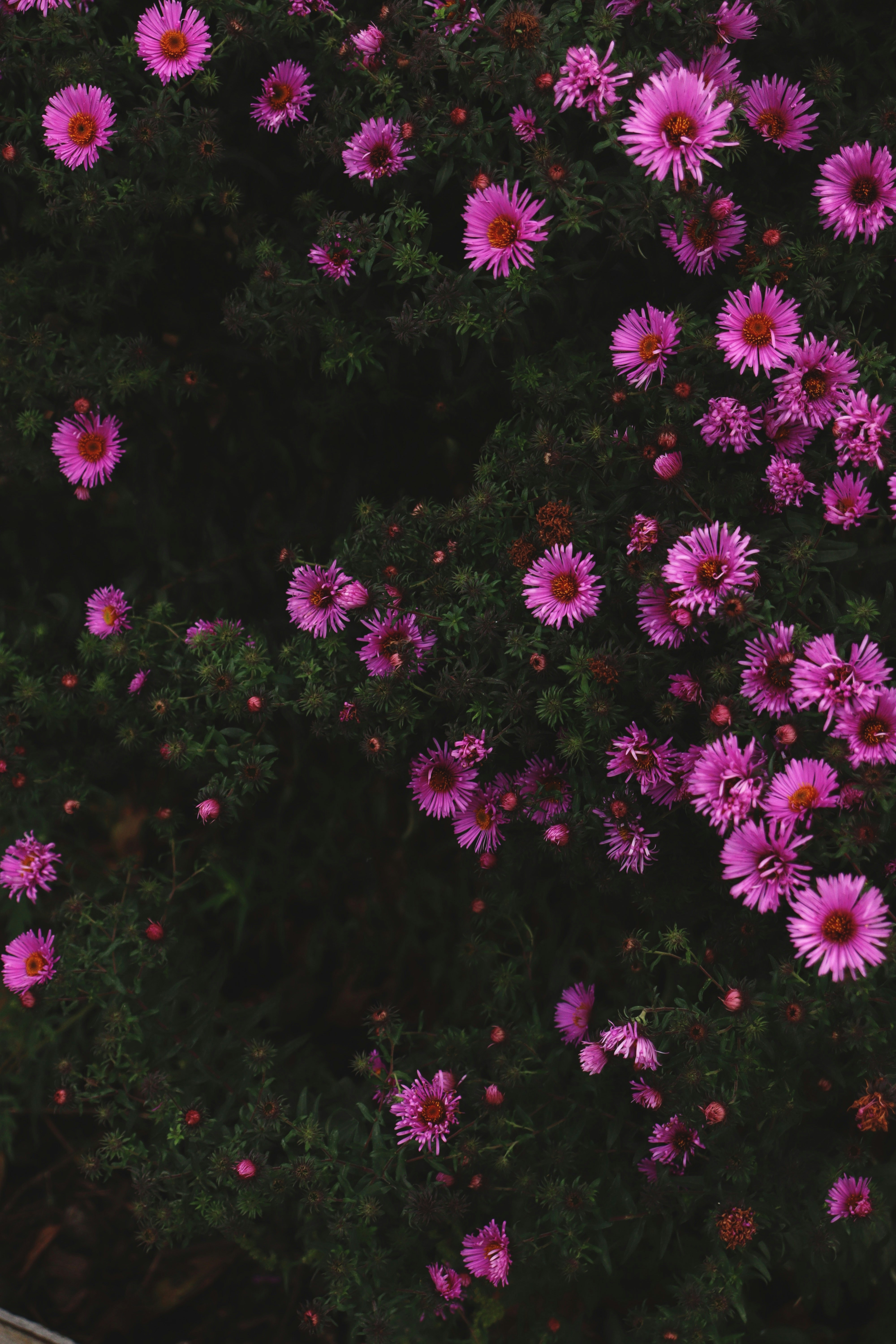 Photo by fridaflowers