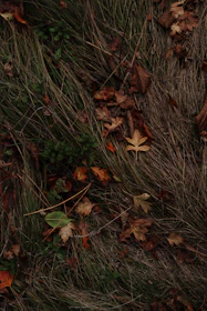 An autumn garden with fallen leaves, mulching around tree bases, and trimmed dry branches.