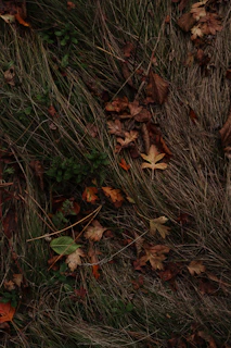 An autumn garden with fallen leaves, mulching around tree bases, and trimmed dry branches.