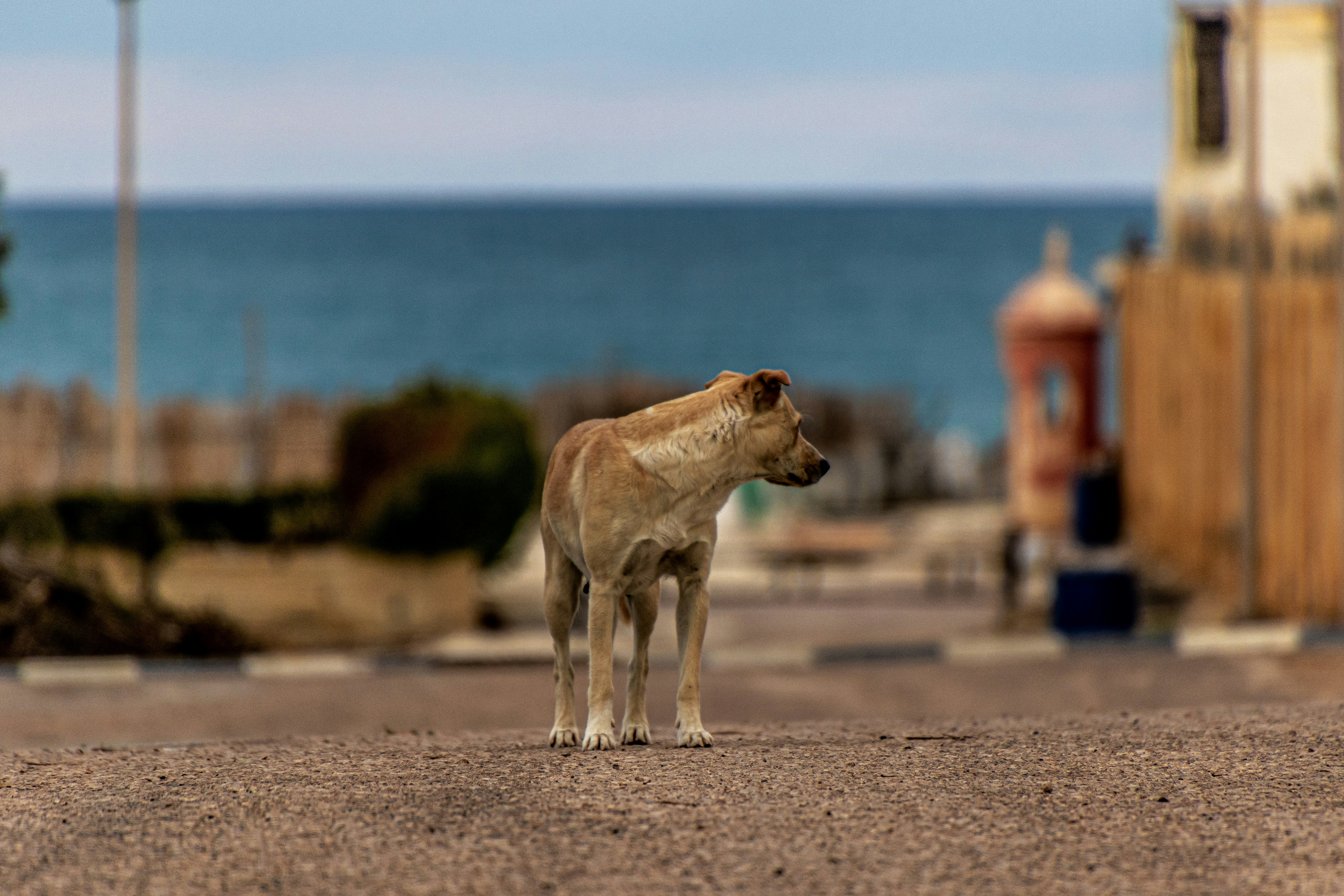 a small brown dog standing on top of a sandy beach