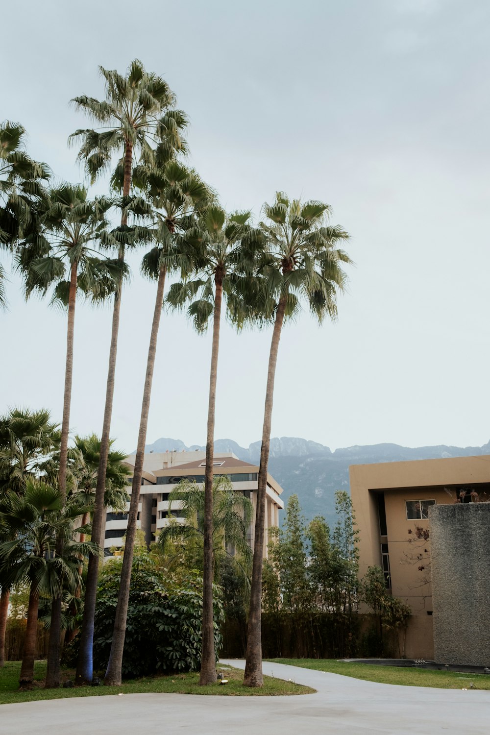 palm trees in front of a building with mountains in the background