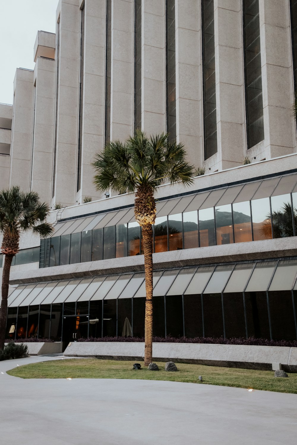 a palm tree in front of a large building