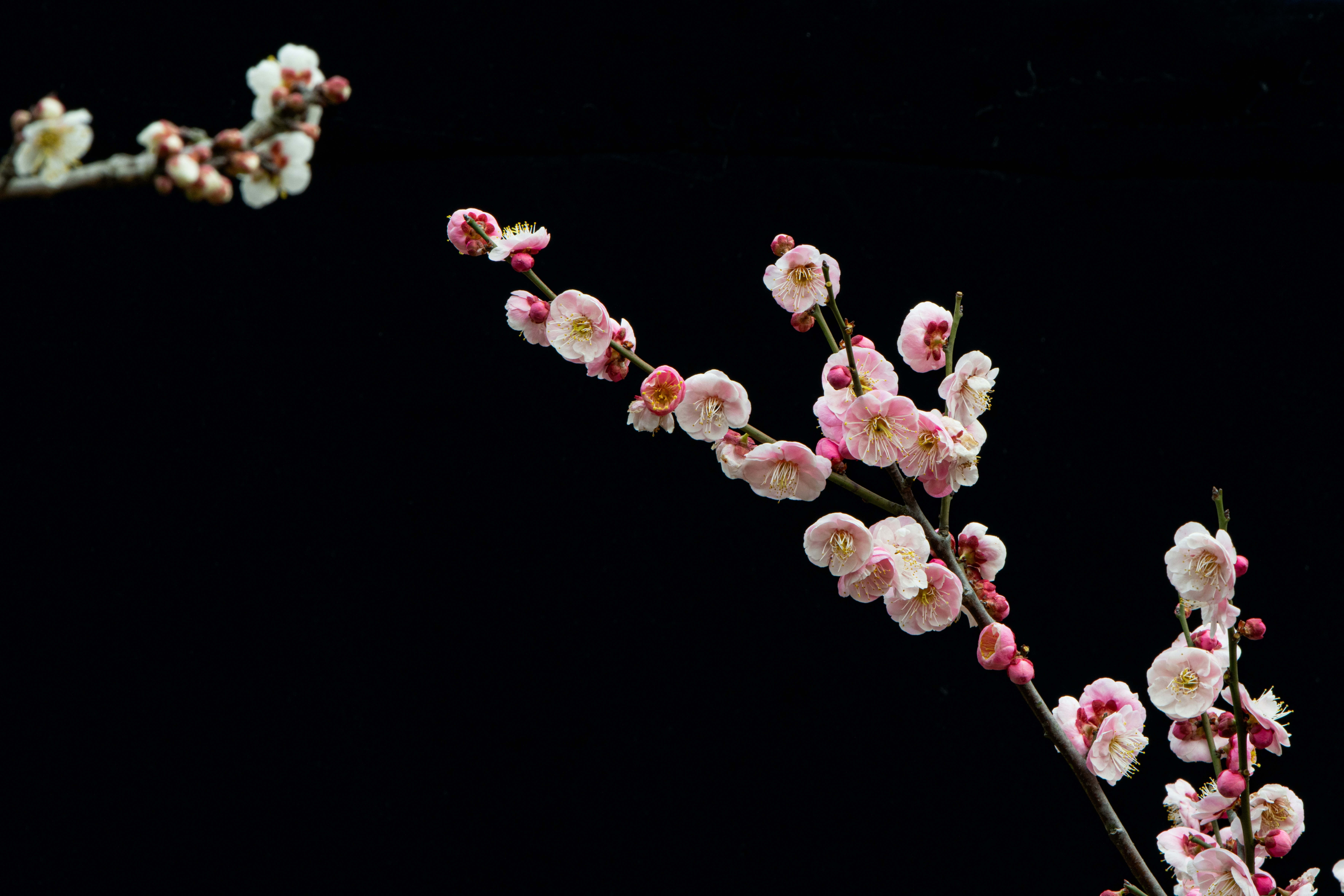 a close up of a flower on a tree branch