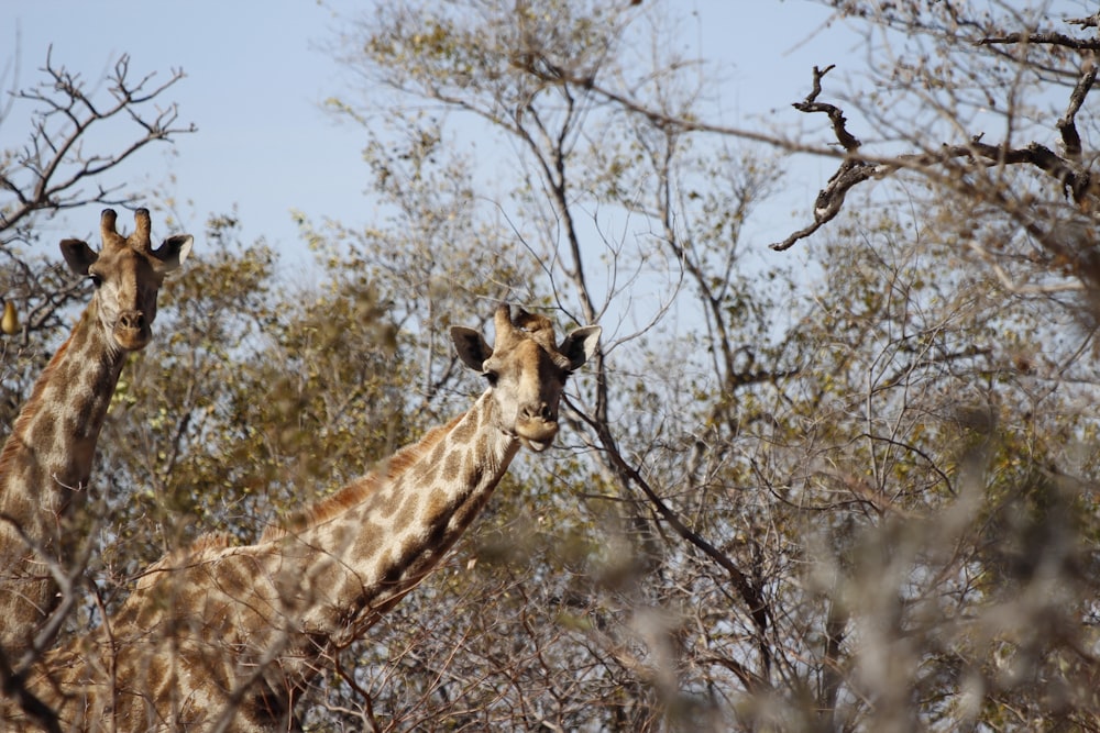 a couple of giraffe standing next to each other