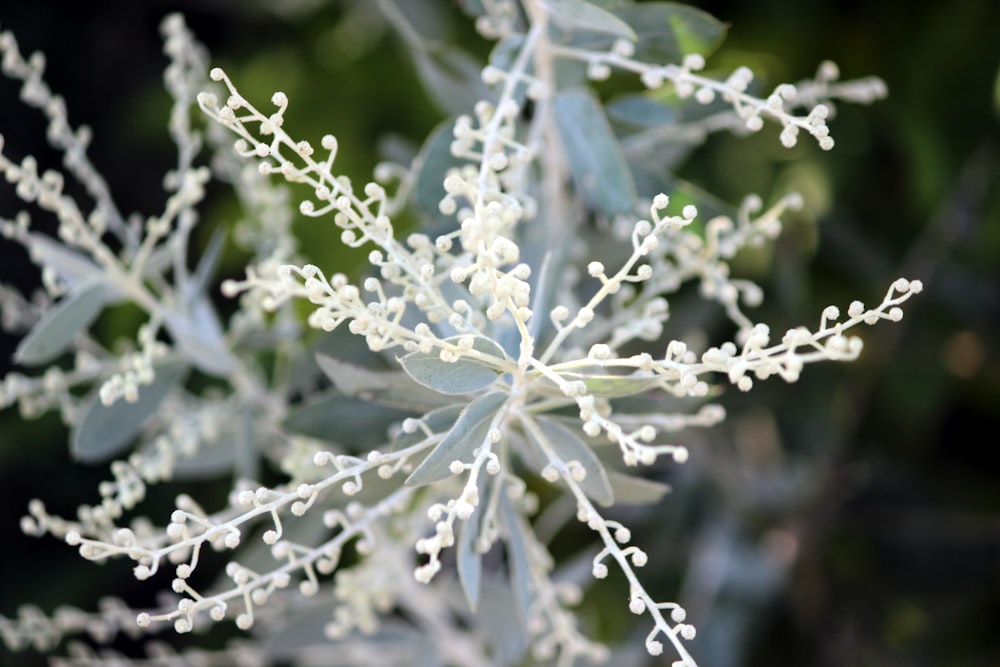 a close up of a plant with white flowers