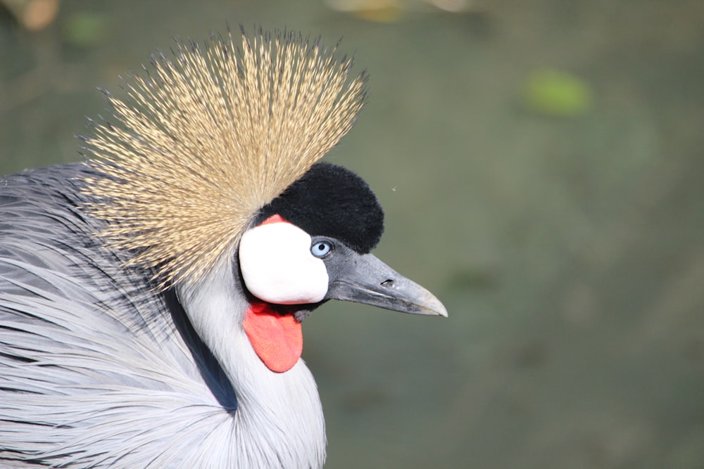 a close up of a bird with a long neck