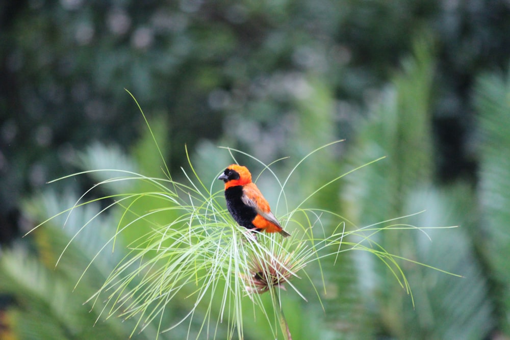 a small orange and black bird sitting on top of a plant