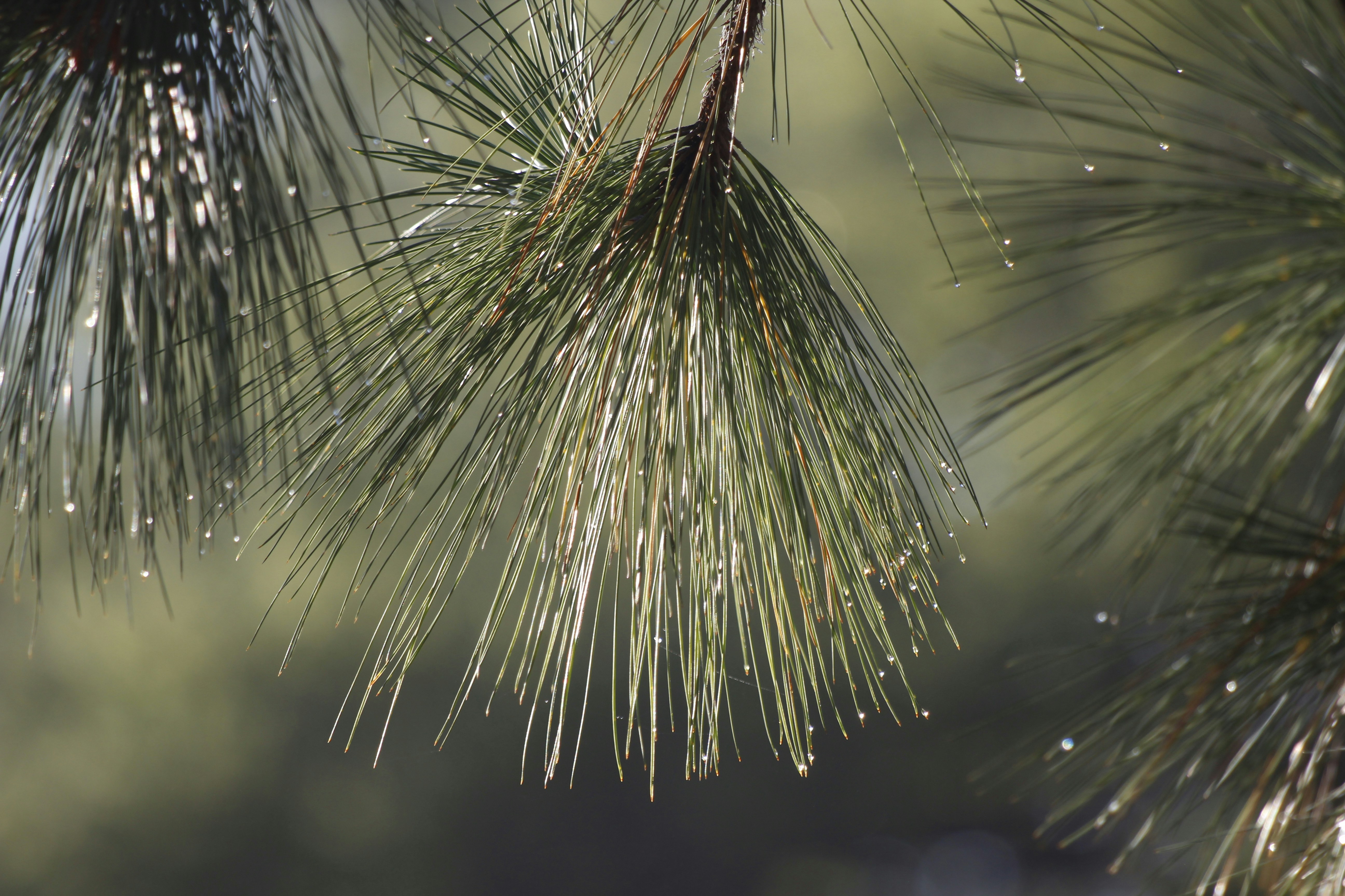a close up of a pine tree with drops of water on it