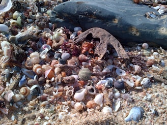 A lively collage of beachcombers sharing shell photos on their phones with a coastal backdrop.