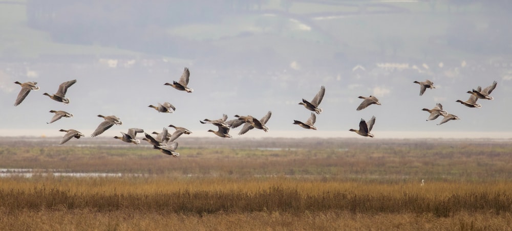 a flock of birds flying over a dry grass field