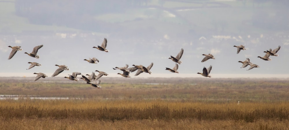 Ein Vogelschwarm fliegt über ein trockenes Grasfeld