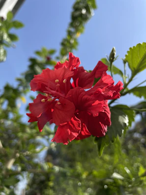 Close-up of a blooming hibiscus with bright red petals in a sunny garden.