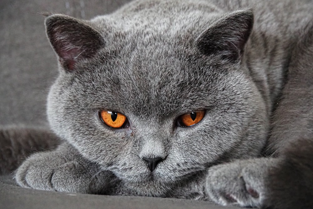 オレンジ色の目をした灰色の猫がソファに横たわる