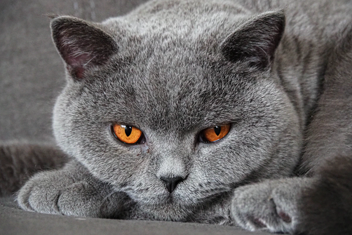 British Shorthair cat