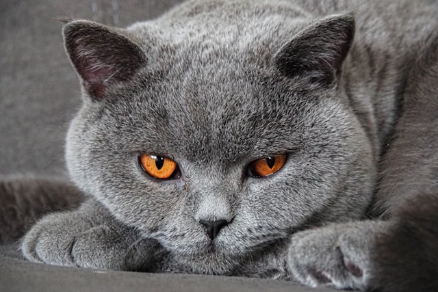 Le British Shorthair : Un Compagnon Ronronnant, Calme et Affectueux Le British Shorthair : Un Compagnon Ronronnant, Calme et Affectueux