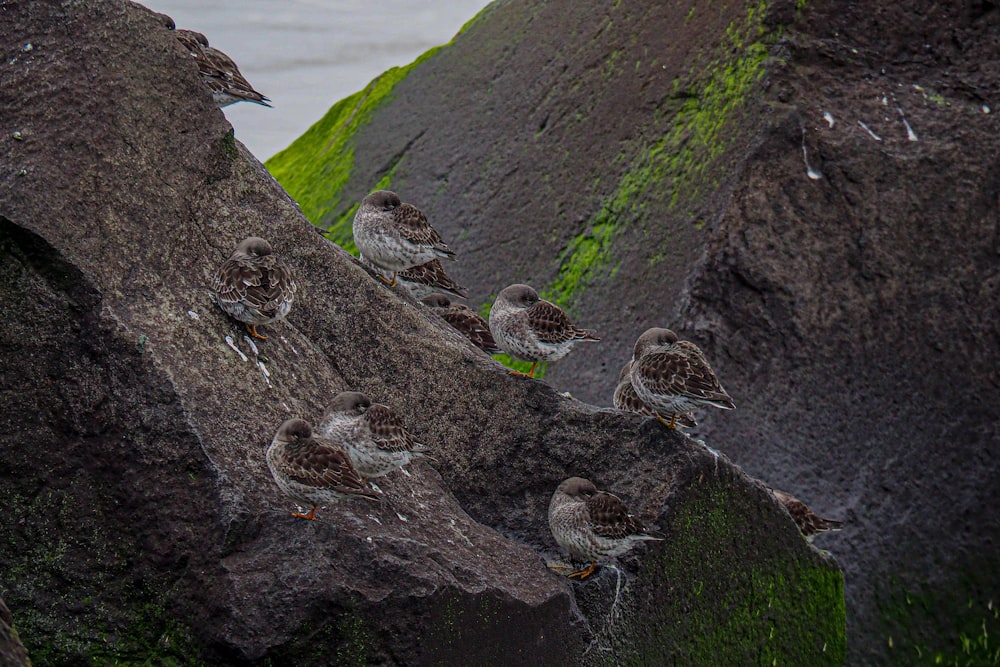 a group of birds sitting on top of a large rock