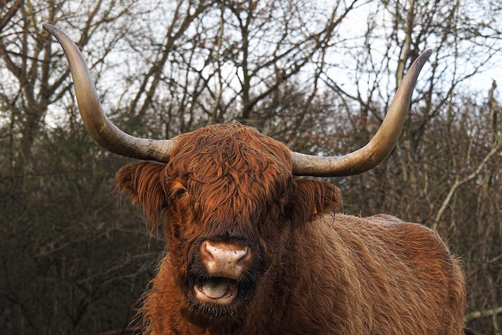 a yak with large horns standing in front of trees