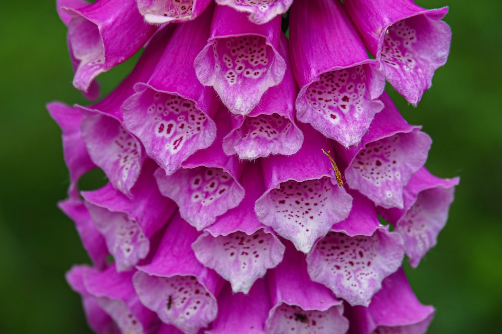 a close up of a purple flower with drops of water on it