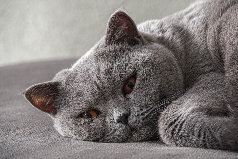 Un gatto grigio che si trova sopra un letto