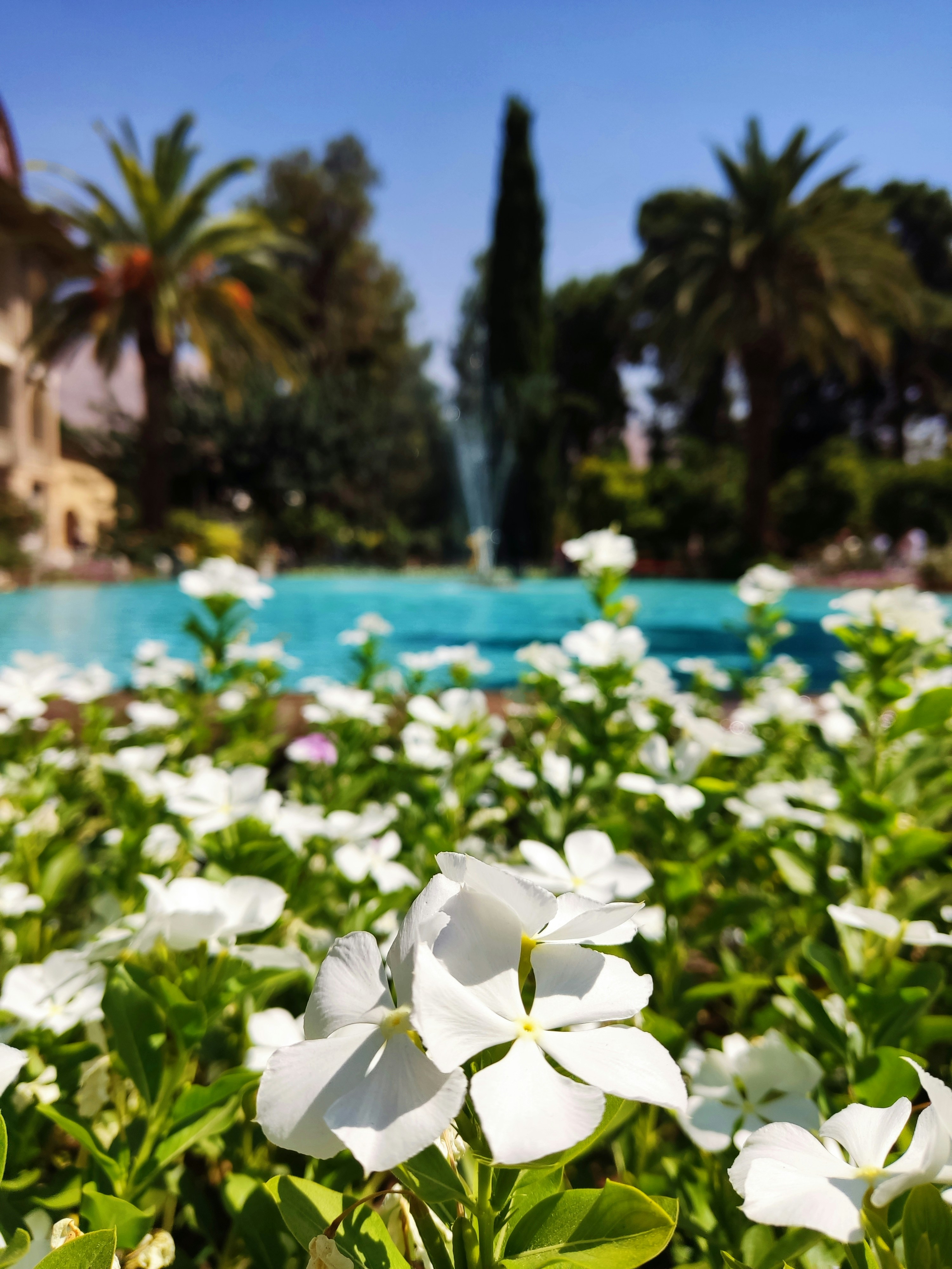 Close-up of vibrant tropical flowers framing a crystal-clear hot spring pool.