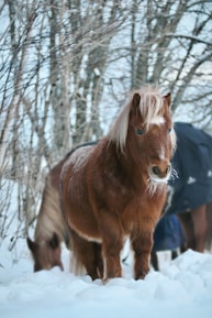 A brown pony with a light mane stands in a snowy landscape, surrounded by bare trees. Another horse or pony is partially visible in the background, covered with a dark blanket.
