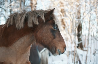 A sturdy horse with a rich coat standing in the Cévennes national park.