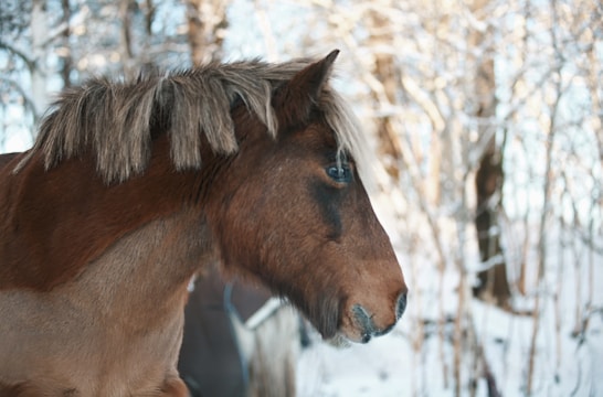 A sturdy horse with a rich coat standing in the Cévennes national park.