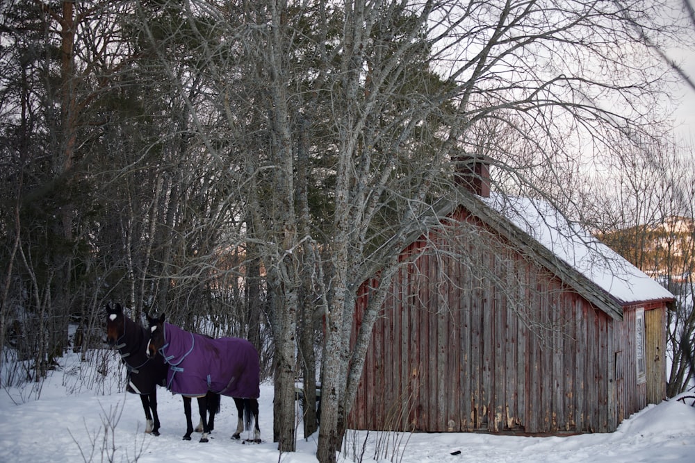 a couple of horses that are standing in the snow