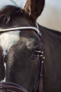 A close-up of a horse's head, emphasizing its eye and the intricate details of the leather bridle. The coat appears dark with a white marking running down the center of the forehead. The background is blurred, drawing focus to the horse's features.