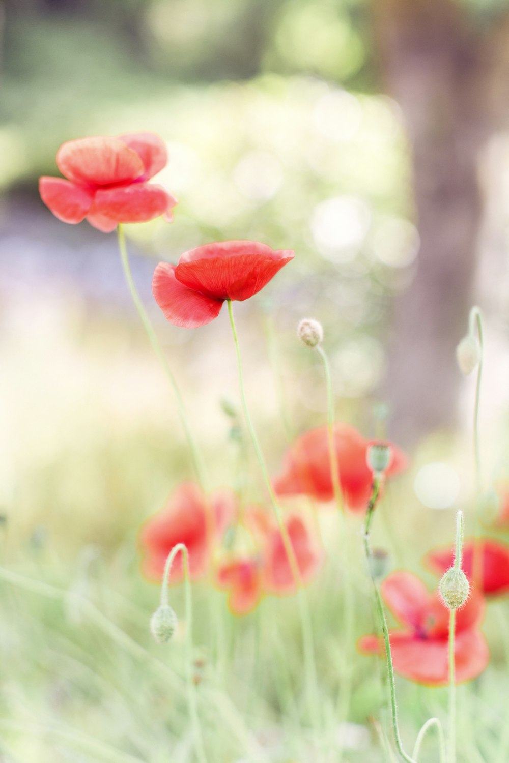 a bunch of red flowers that are in the grass